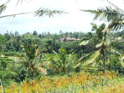 Property Tanah Dijual Di Tabanan Bali Dekat Bedugul View Gunung