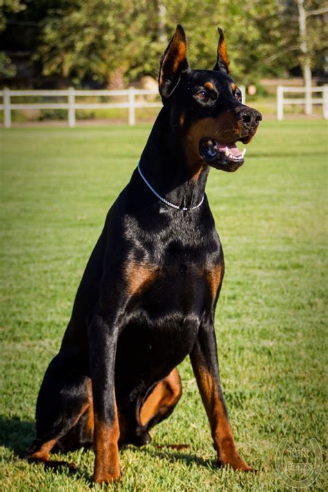 European Doberman Puppies For Sale : European Doberman Puppies for sale in USA - Why buy a ...