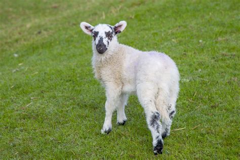 Lamb Free Stock Photo Public Domain Pictures