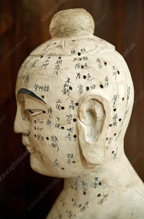 Chinese Acupuncture Model Stock Image C Science Photo