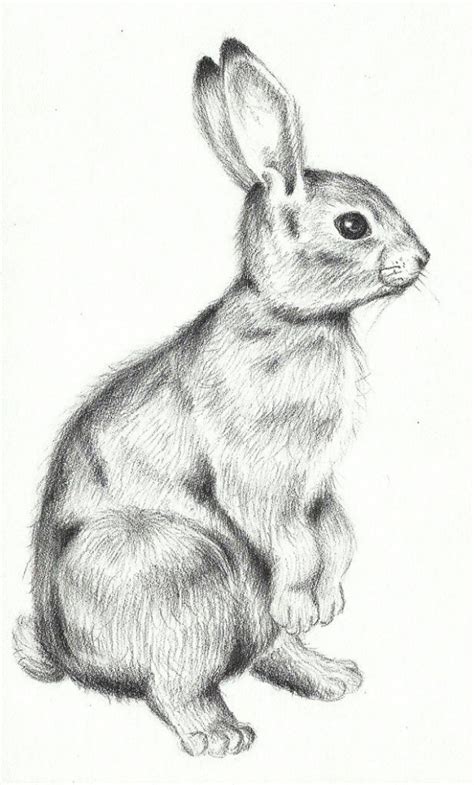 Cute Rabbit Drawing Realistic - Bunny Drawing