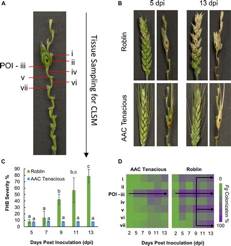 Frontiers Histology And Rna Sequencing Provide Insights Into Fusarium