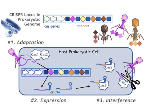 Researchers Have Designated Three Stages Of Crispr Cas Immunity In A Download Scientific