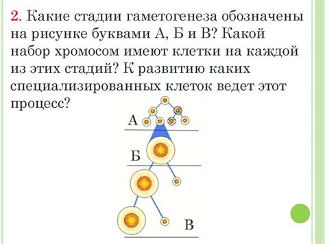 Гаметогенез. Стадии гаметогенеза - презентация онлайн