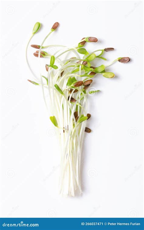 Bunch Of Fresh Flax Microgreens Green Linseed Seedlings From Above