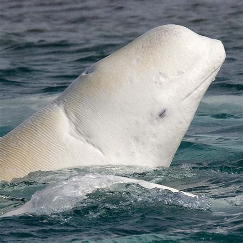 Weber Arctic Beluga Whales At Arctic Watch