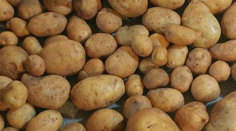 Yukon Gold Tps True Potato Seed Organic Seeds Yellow Mix Potatoes