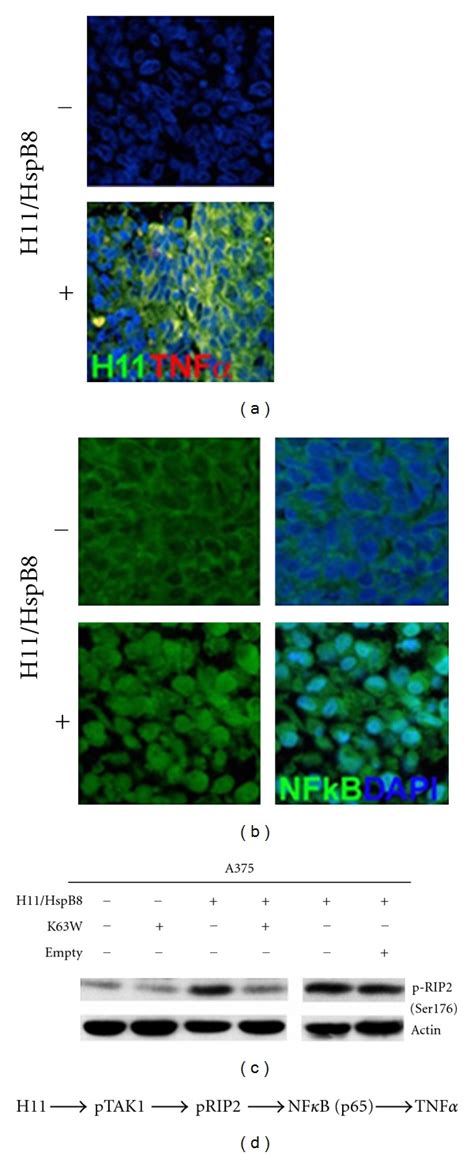 H11 HspB8 induces TAK1 dependent TNF α expression a Serial sections