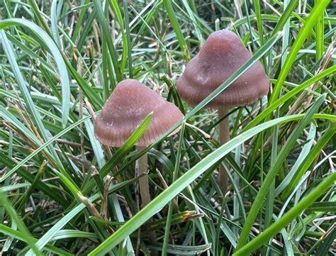 Panaeolus foenisecii or Panaeolus cinctulus? Found in my yard, need help IDing. - Mushroom ...