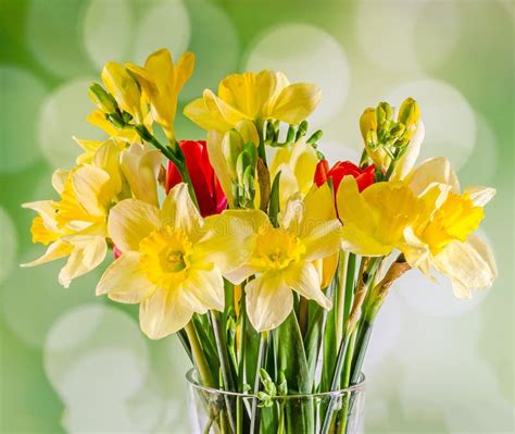 Narcisos Y Flores Amarillos De Las Fresias Tulipanes Rojos En Un