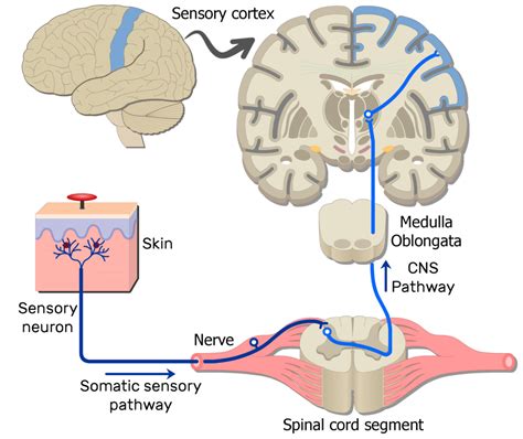 Pain Pathway Interactive Diagram GetBodySmart