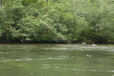 Ultimate Toccoa River Trout Fishing Guide for Fly Fishermen - Fishing blog