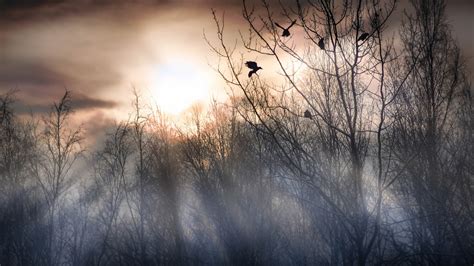 Wallpaper Forest morning, trees, fog, birds, sunrise 1920x1200 HD ...