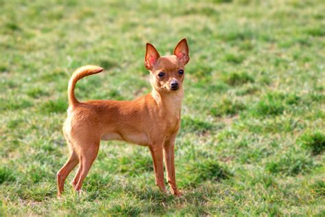 プラシュスキークリサジーク性格寿命値段などまとめ 犬の種類図鑑