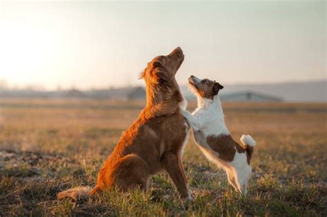 Cómo se comunican los perros entre sí Un idioma por descubrir Vida