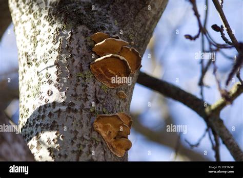 Pilz Baum Wachstum Fotos Und Bildmaterial In Hoher Aufl Sung Alamy