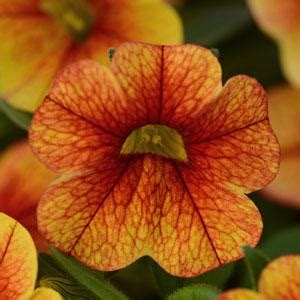 Crave™ Sunset Calibrachoa