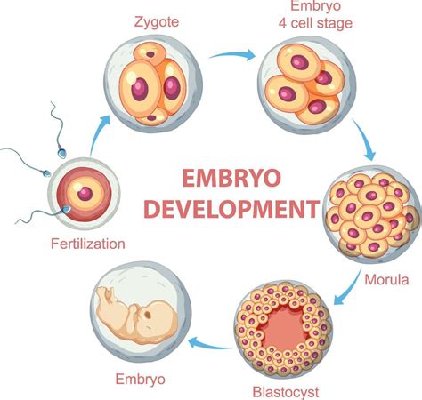 Human Embryonic Development In Human Infographic 6435061 Vector Art At