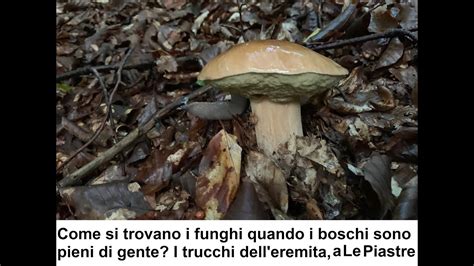 Come Si Trovano I Funghi Porcini Quando I Boschi Sono Pieni Di Gente