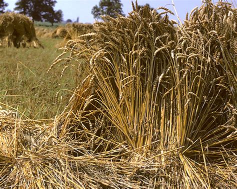 Wheat Wa Grains