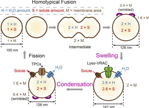Lysosome Volumesize Regulation Swelling And Condensation Homotypic
