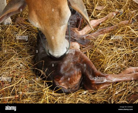 Vache nettoyage veau Banque de photographies et dimages à haute