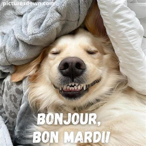 Humour Bon Mardi Image Chien Heureux Picturesdown