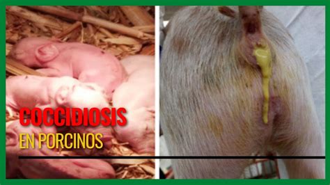 Coccidiosis En Cerdos Youtube