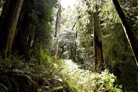 Programa De Arborizaci N Busca Entregar Mil Rboles