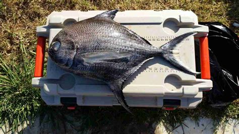 Sickle Pomfret Mexican