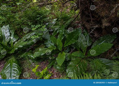 Western Or Yellow Skunk Cabbage Stock Image Image Of Outdoors