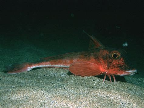 Real Monstrosities Sea Robin