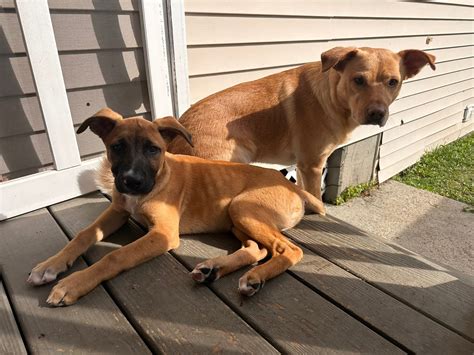 berkeley animal center 4