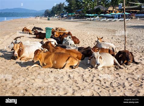 Reclining Cow Cows Hi Res Stock Photography And Images Alamy