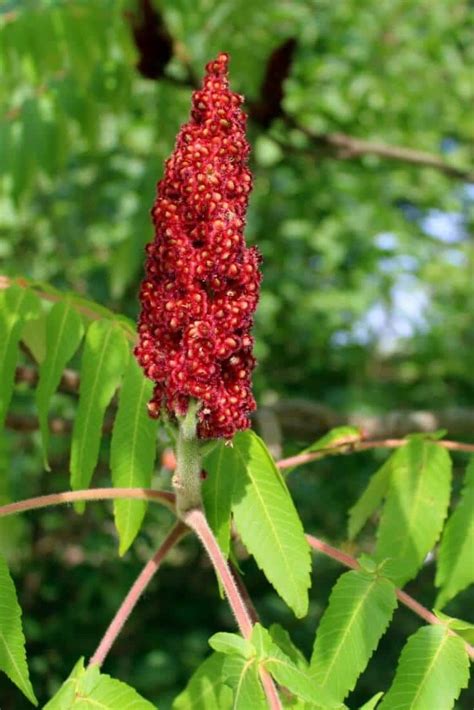 Staghorn Sumac Tea - Top Health Benefits | All Natural Ideas