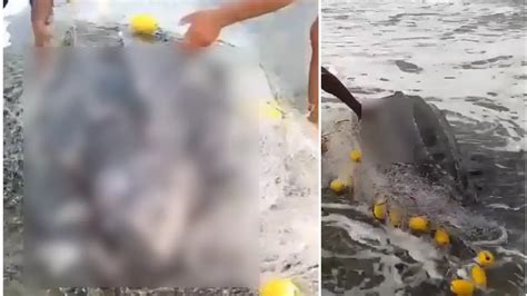 Lamentable Encuentran Una Tortuga Gigante Sin Vida En El Golfo De