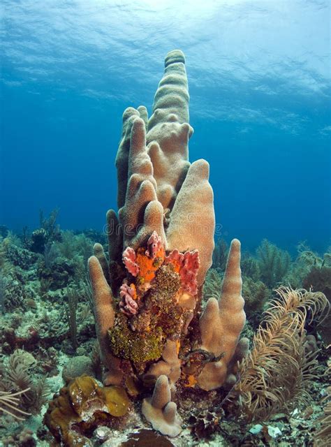 917 Pillar Coral Stock Photos - Free & Royalty-Free Stock Photos from Dreamstime