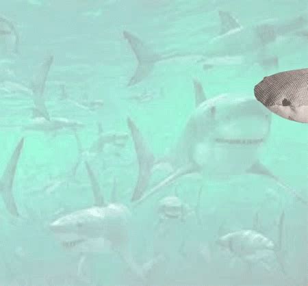 Baby Shark Swimming GIF - Baby Shark Swimming Shark - Discover & Share GIFs