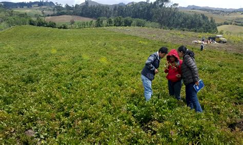 La Producci N De Papa En Ecuador Se Encuentra Amenazada Por Un Problema