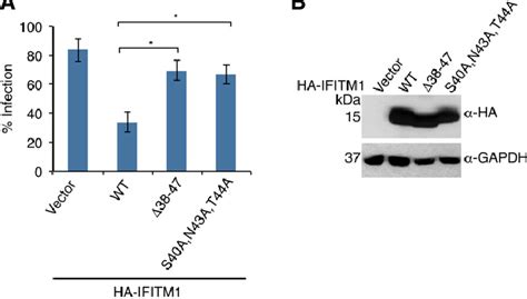 Antiviral Activity Of Ifitm1 Requires Its Amphipathic Helix A B Download Scientific Diagram