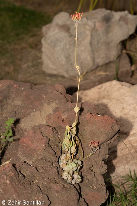 Kalanchoes africanos desde Hab Los Reyes Ixtacala Barrio de los Árboles