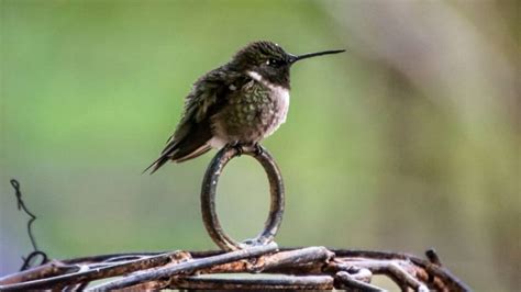 When Do Hummingbirds Return To Wisconsin? - Hummingbirds Info