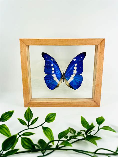 Morpho Helena Butterfly STUNNING - Etsy