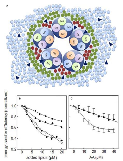 Figure 1 From Fatty Acid Regulation Of Voltage And Ligand Gated Ion