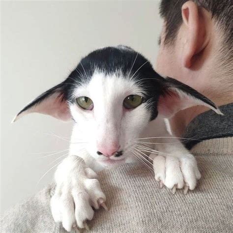 Meet Dobby Cat Artofit