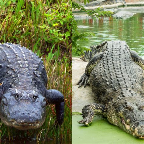Images Of Crocodiles And Alligators - 58+ Koleksi Gambar