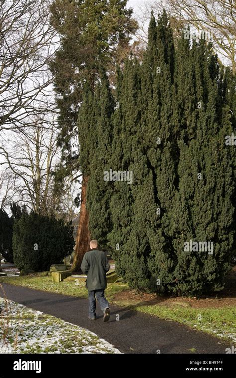 Yew Tree Bushes In A Scottish Churchyard Traditionally Planted In