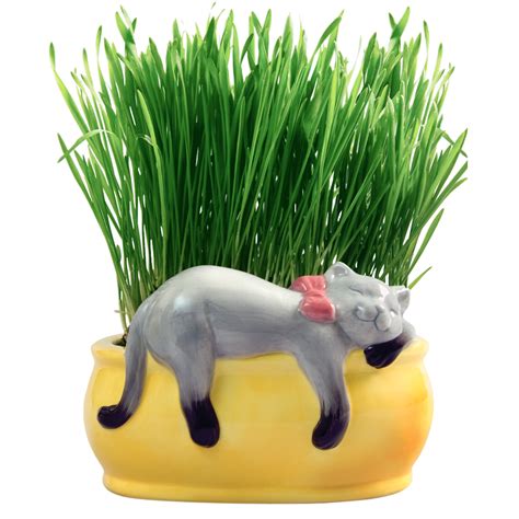 Snoozing Kitty Chia® Cat Grass Planter