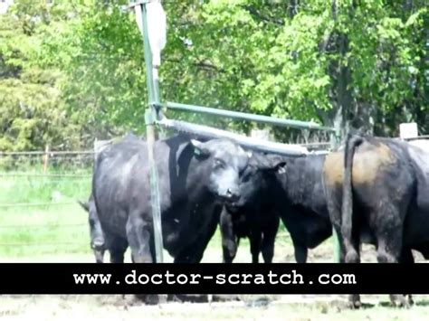 Cattle Tick Fly Control Youtube