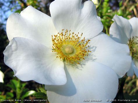 Rosa Laevigata